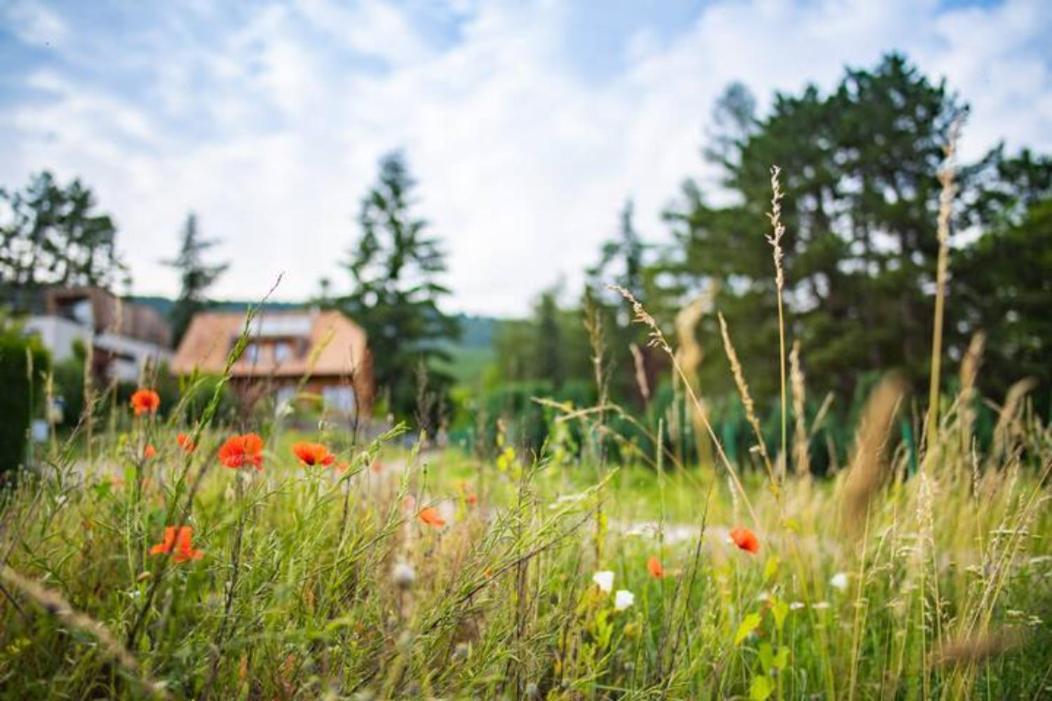 Le Holzberg Et Ses Suites Osenbach Buitenkant foto